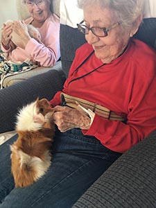 visiting with a guinea pig